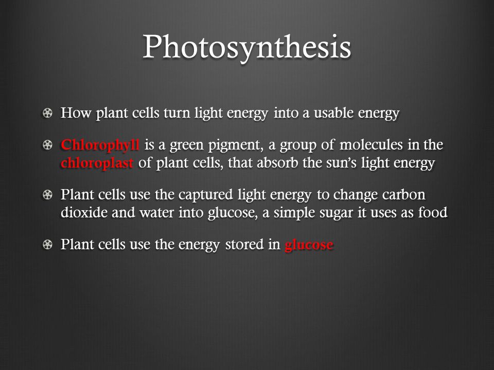 Photosynthesis How plant cells turn light energy into a usable energy Chlorophyll is a green pigment, a group of molecules in the chloroplast of plant cells, that absorb the sun’s light energy Plant cells use the captured light energy to change carbon dioxide and water into glucose, a simple sugar it uses as food Plant cells use the energy stored in glucose