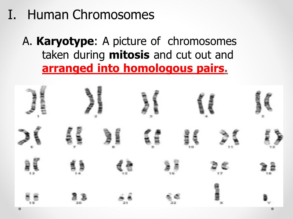 Worksheets Human Genetic Disorders Worksheet chapter 14 the human genome key concepts how is sex determined i chromosomes a karyotype picture of taken during mitosis and