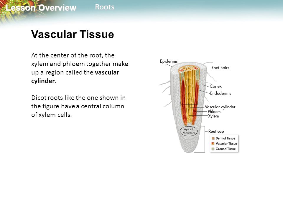 Lesson Overview Lesson OverviewRoots Vascular Tissue At the center of the root, the xylem and phloem together make up a region called the vascular cylinder.