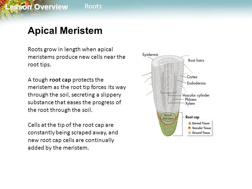 Lesson Overview Lesson OverviewRoots Apical Meristem Roots grow in length when apical meristems produce new cells near the root tips.