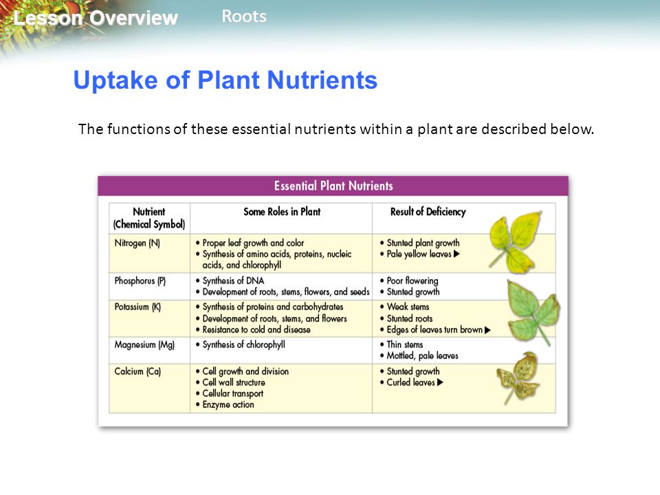 Lesson Overview Lesson OverviewRoots Uptake of Plant Nutrients The functions of these essential nutrients within a plant are described below.