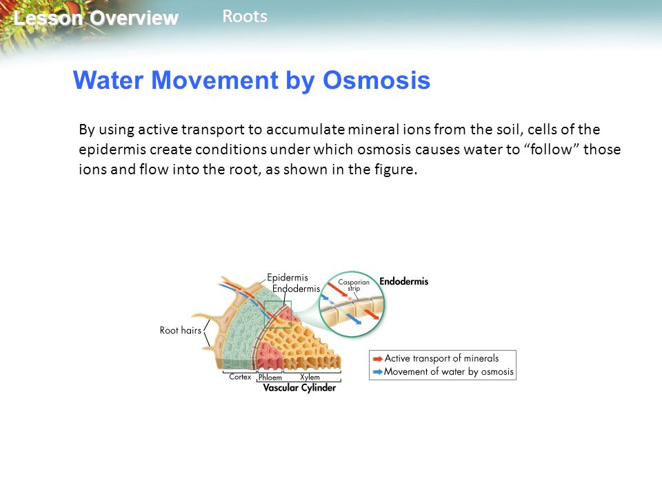 Lesson Overview Lesson OverviewRoots Water Movement by Osmosis By using active transport to accumulate mineral ions from the soil, cells of the epidermis create conditions under which osmosis causes water to follow those ions and flow into the root, as shown in the figure.