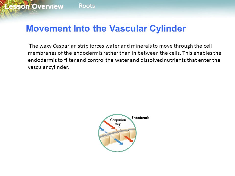 Lesson Overview Lesson OverviewRoots Movement Into the Vascular Cylinder The waxy Casparian strip forces water and minerals to move through the cell membranes of the endodermis rather than in between the cells.