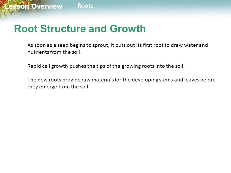 Lesson Overview Lesson OverviewRoots Root Structure and Growth As soon as a seed begins to sprout, it puts out its first root to draw water and nutrients from the soil.