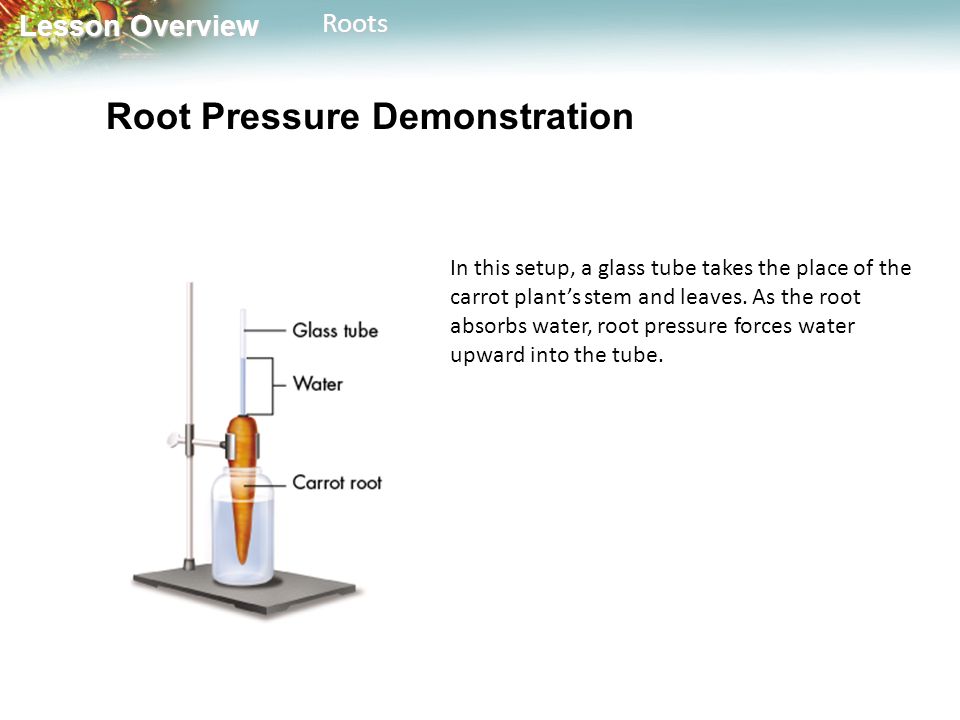 Lesson Overview Lesson OverviewRoots Root Pressure Demonstration In this setup, a glass tube takes the place of the carrot plant’s stem and leaves.