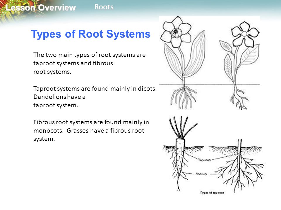Lesson Overview Lesson OverviewRoots Types of Root Systems The two main types of root systems are taproot systems and fibrous root systems.