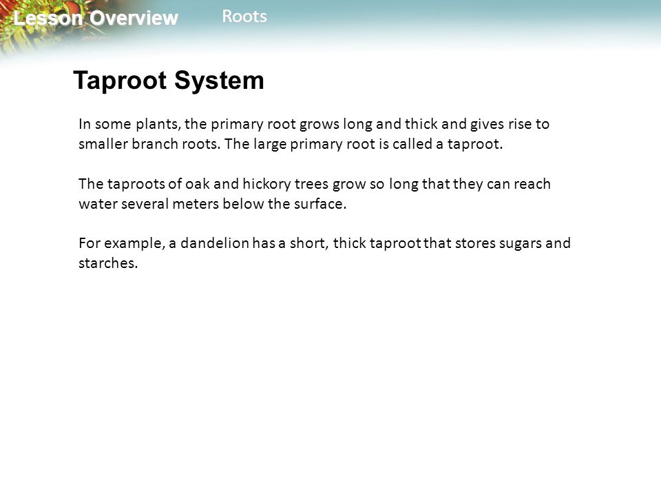Lesson Overview Lesson OverviewRoots Taproot System In some plants, the primary root grows long and thick and gives rise to smaller branch roots.