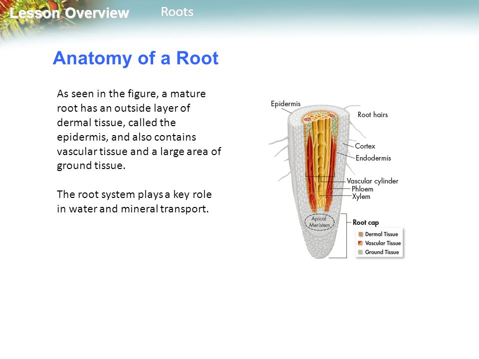 Lesson Overview Lesson OverviewRoots Anatomy of a Root As seen in the figure, a mature root has an outside layer of dermal tissue, called the epidermis, and also contains vascular tissue and a large area of ground tissue.