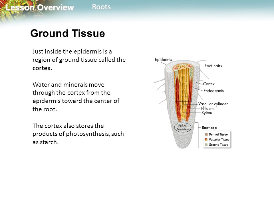 Lesson Overview Lesson OverviewRoots Ground Tissue Just inside the epidermis is a region of ground tissue called the cortex.