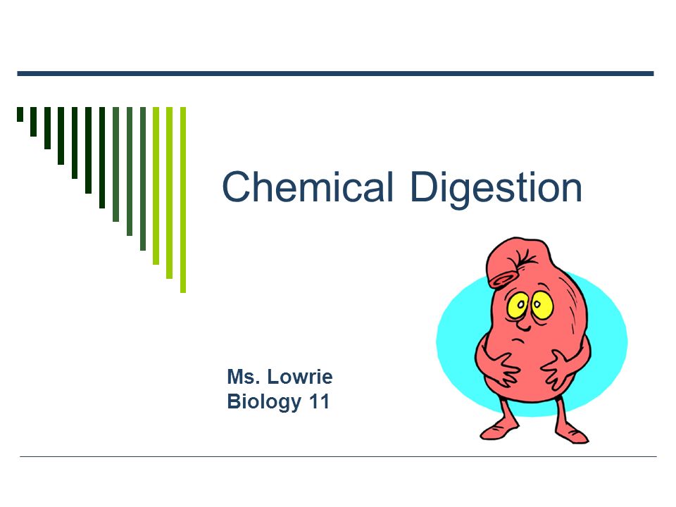 chemical digestion ms lowrie biology 11 enzymes biological chemical digestion