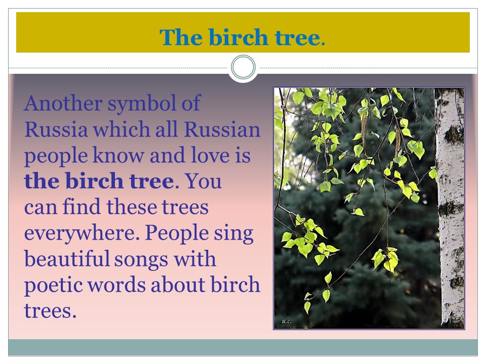 The birch tree. Another symbol of Russia which all Russian people know and love is the birch tree.