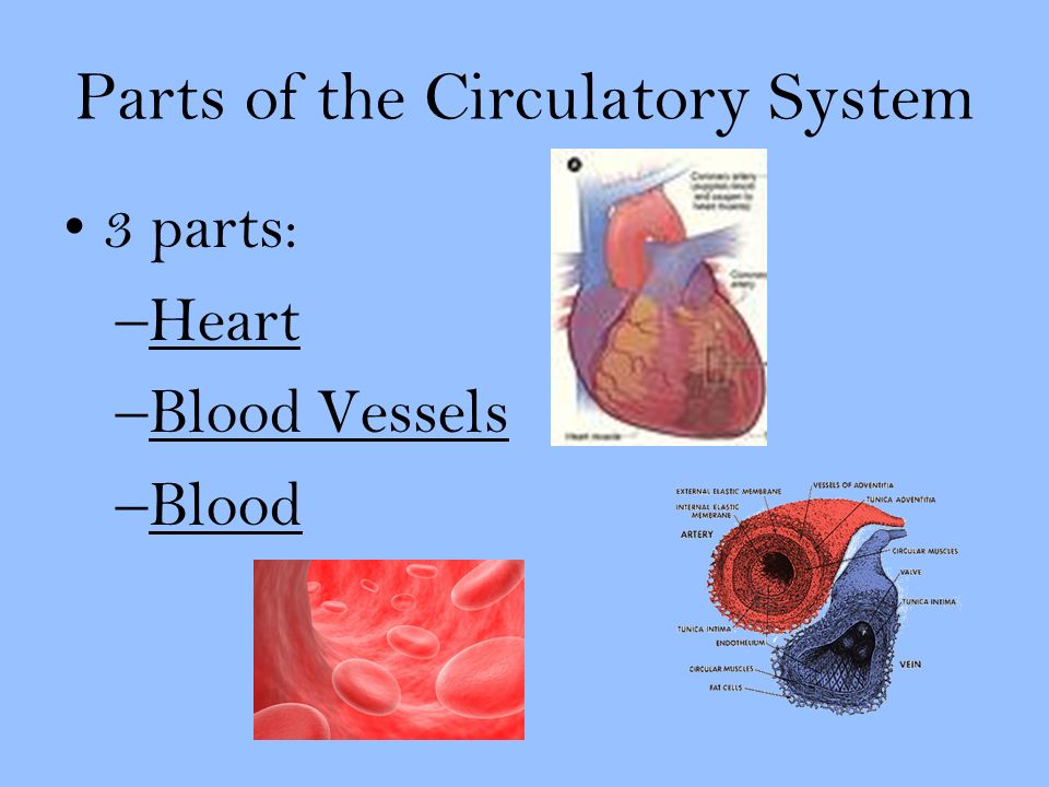 Parts of the Circulatory System 3 parts: –Heart –Blood Vessels –Blood