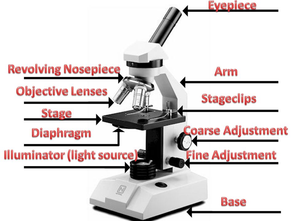 parts of microscope