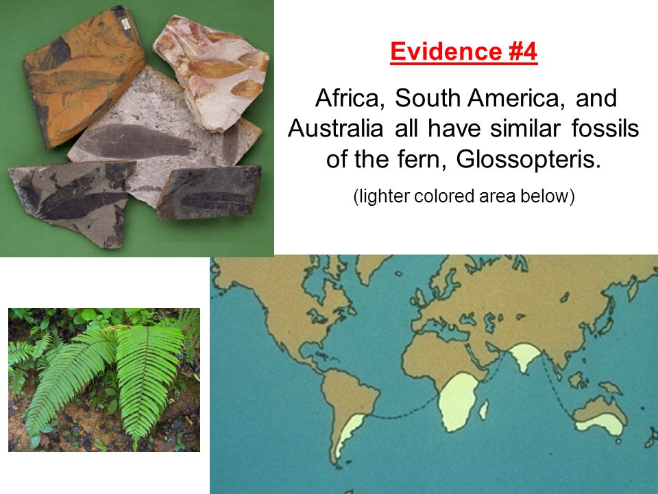 Evidence #4 Africa, South America, and Australia all have similar fossils of the fern, Glossopteris.