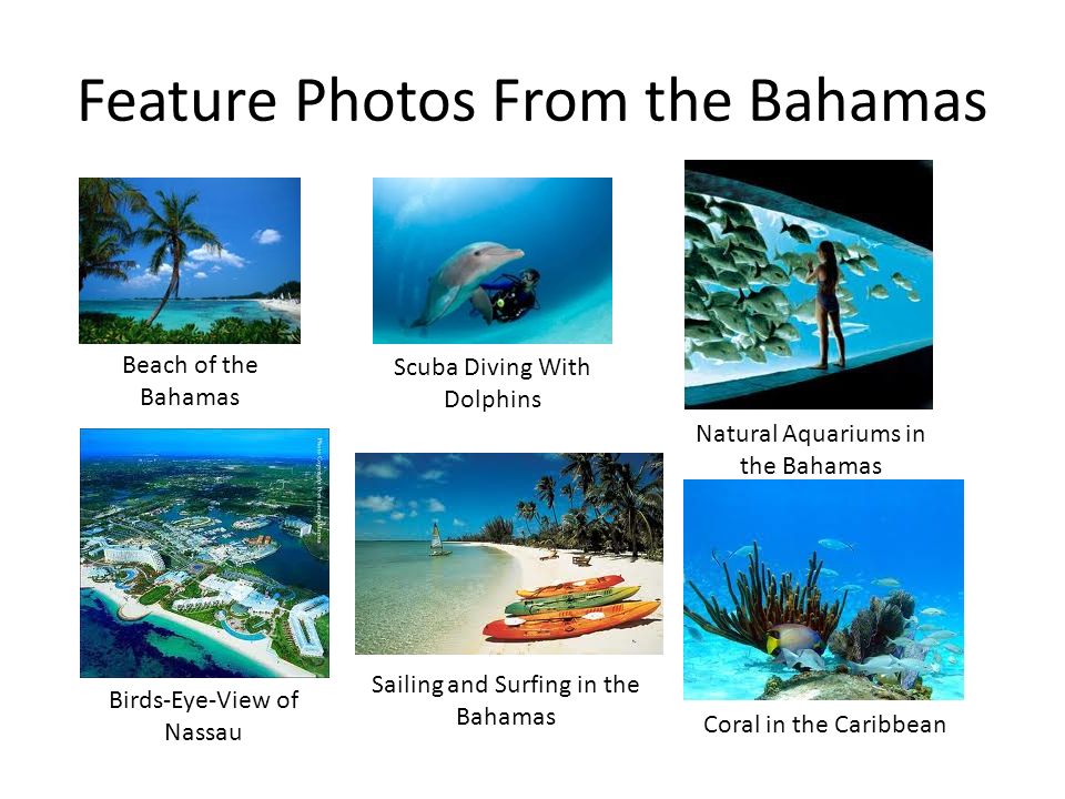 Feature Photos From the Bahamas Beach of the Bahamas Scuba Diving With Dolphins Natural Aquariums in the Bahamas Birds-Eye-View of Nassau Sailing and Surfing in the Bahamas Coral in the Caribbean