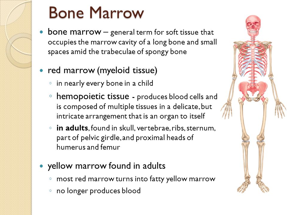 Location Of Spongy Bone In Adults Bone Location Of Spongy Bone In Adults Bone