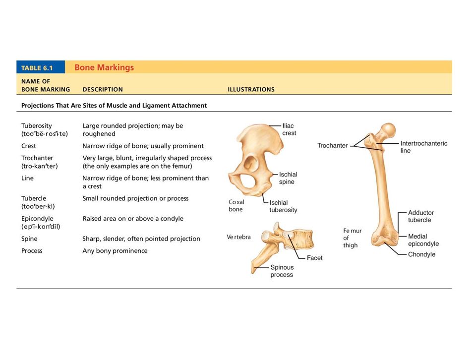 the skeletal system bones and joints anatomy physiology i which of the following bone markings helps form joints
