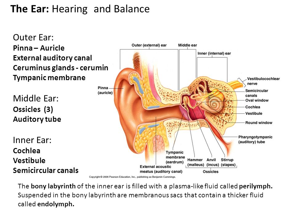 Worksheets The Ear Hearing And Balance Worksheet Answers the ear hearing and balance worksheet narrativamente