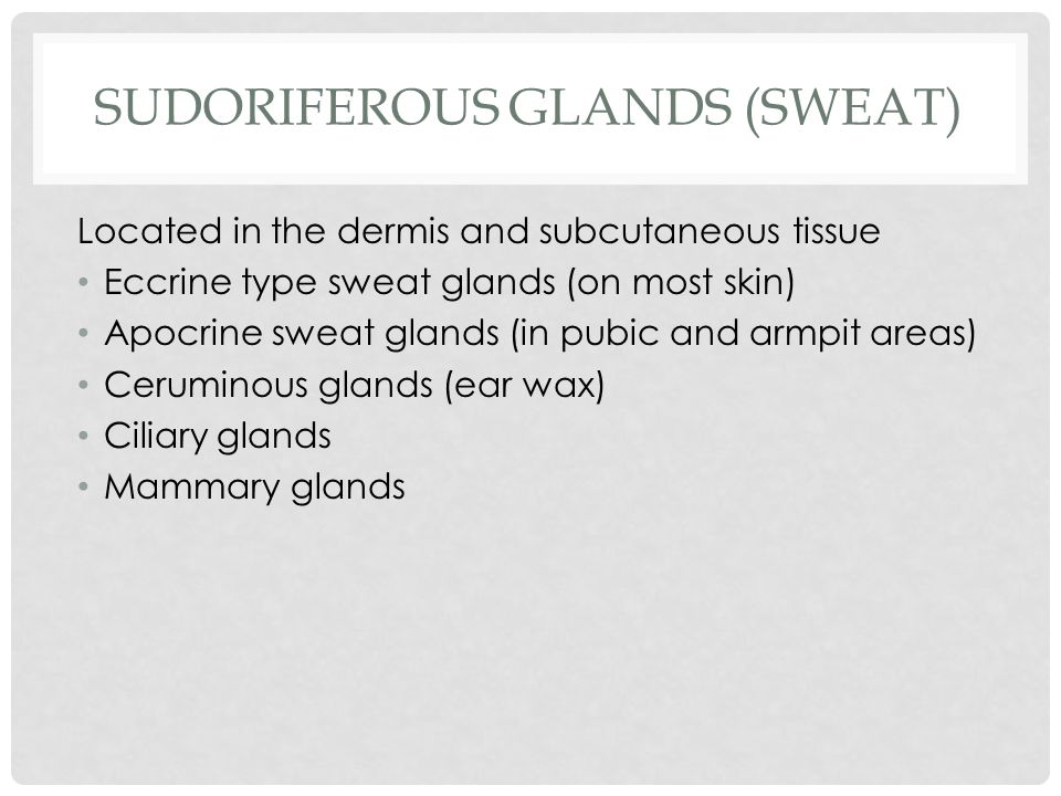 SUDORIFEROUS GLANDS (SWEAT) Located in the dermis and subcutaneous tissue Eccrine type sweat glands (on most skin) Apocrine sweat glands (in pubic and armpit areas) Ceruminous glands (ear wax) Ciliary glands Mammary glands
