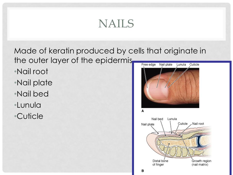 NAILS Made of keratin produced by cells that originate in the outer layer of the epidermis Nail root Nail plate Nail bed Lunula Cuticle