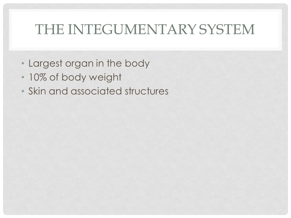 THE INTEGUMENTARY SYSTEM Largest organ in the body 10% of body weight Skin and associated structures