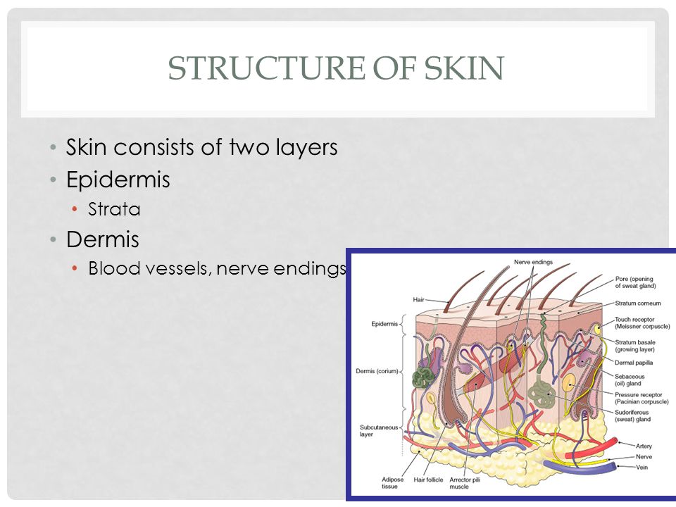 STRUCTURE OF SKIN Skin consists of two layers Epidermis Strata Dermis Blood vessels, nerve endings, and glands