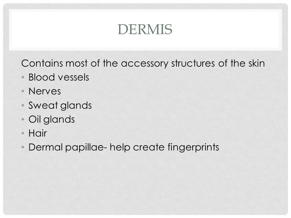 DERMIS Contains most of the accessory structures of the skin Blood vessels Nerves Sweat glands Oil glands Hair Dermal papillae- help create fingerprints