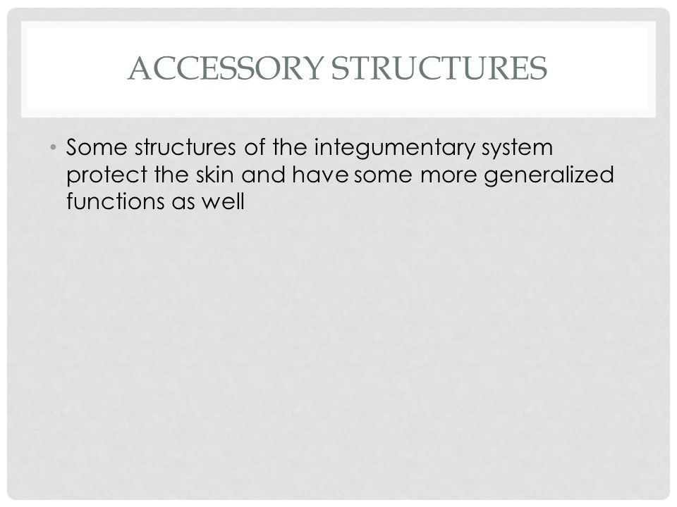 ACCESSORY STRUCTURES Some structures of the integumentary system protect the skin and have some more generalized functions as well