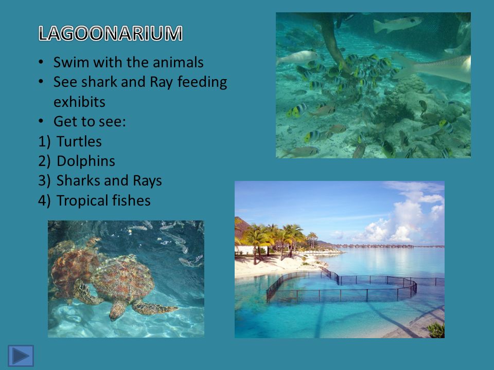 Swim with the animals See shark and Ray feeding exhibits Get to see: 1)Turtles 2)Dolphins 3)Sharks and Rays 4)Tropical fishes