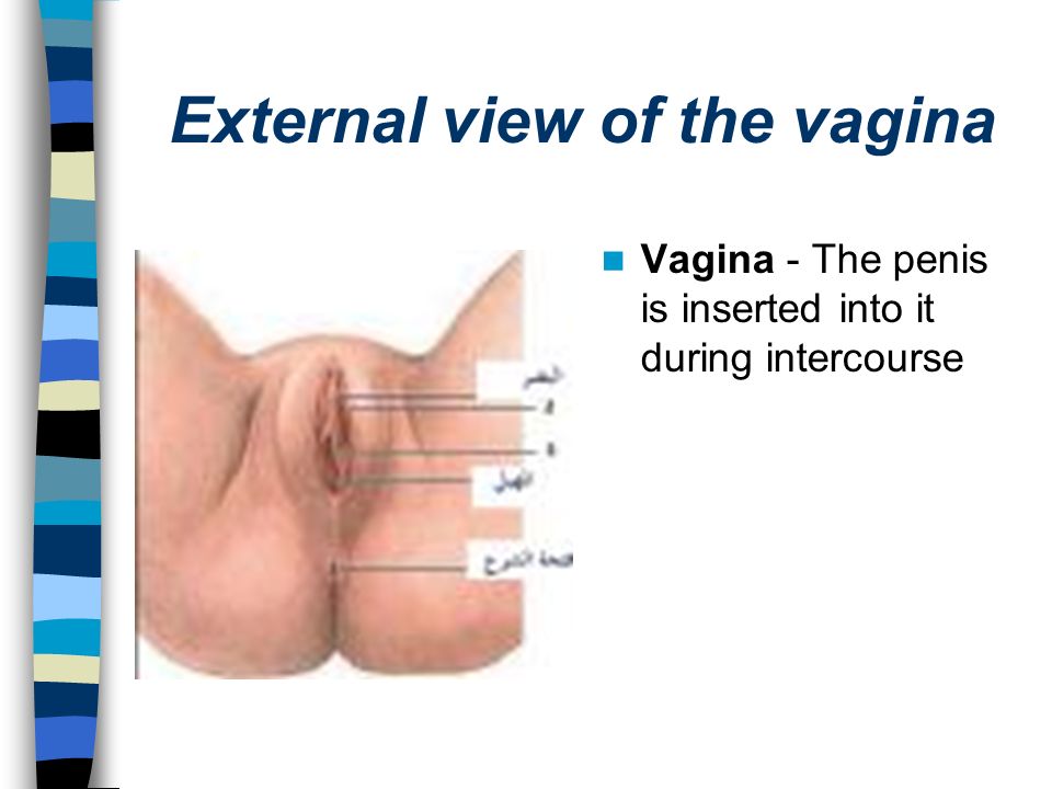 Inserting penis into vagina
