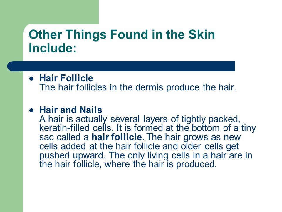 Other Things Found in the Skin Include: Hair Follicle The hair follicles in the dermis produce the hair.