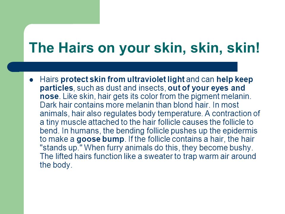The Hairs on your skin, skin, skin.
