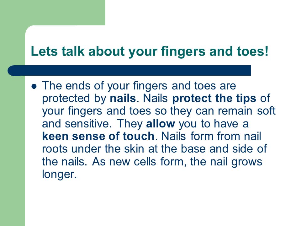 Lets talk about your fingers and toes. The ends of your fingers and toes are protected by nails.