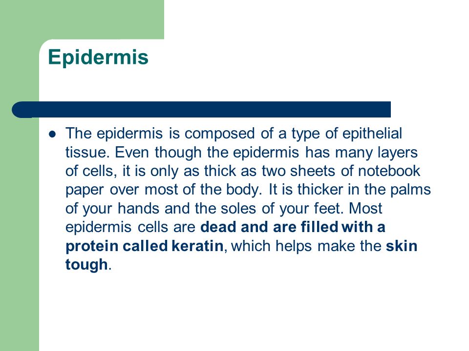Epidermis The epidermis is composed of a type of epithelial tissue.