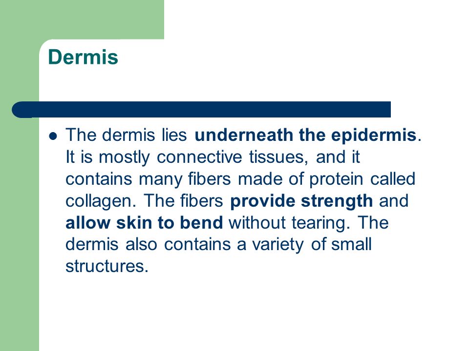 Dermis The dermis lies underneath the epidermis.