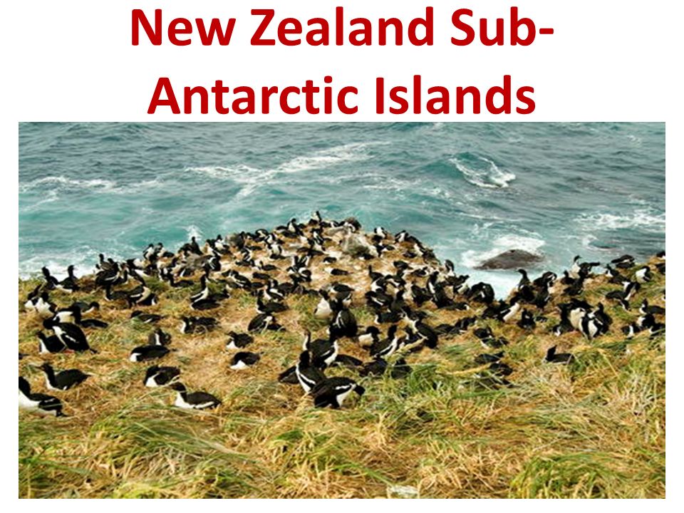 New Zealand Sub- Antarctic Islands