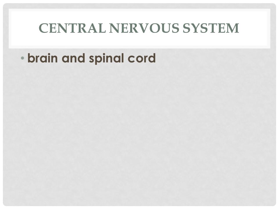 CENTRAL NERVOUS SYSTEM brain and spinal cord