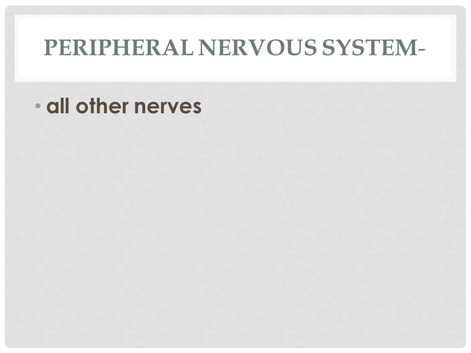 PERIPHERAL NERVOUS SYSTEM - all other nerves