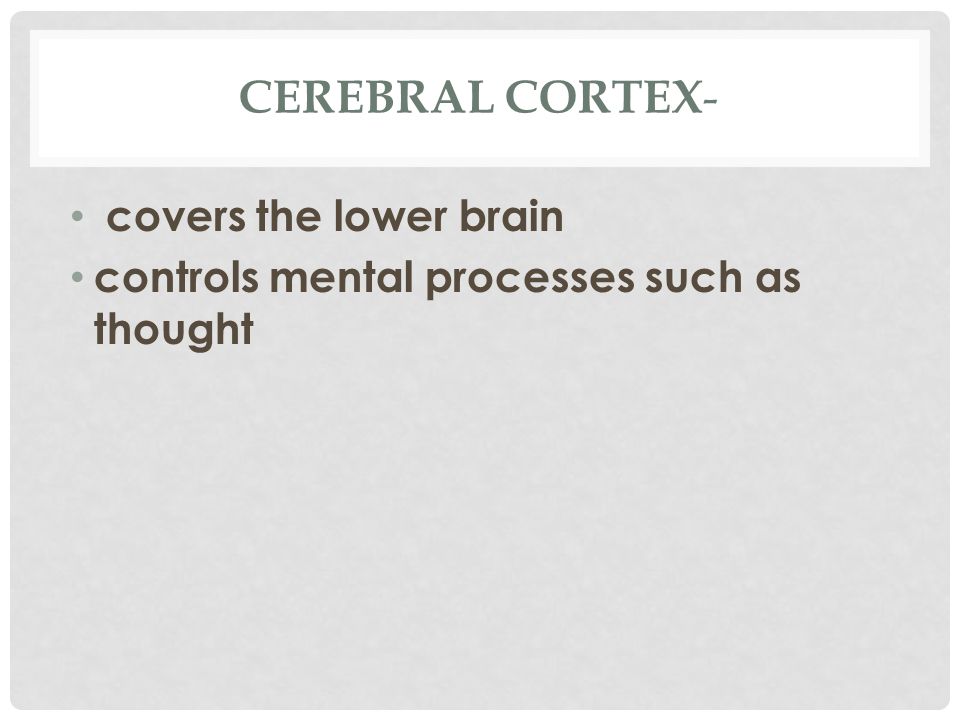 CEREBRAL CORTEX - covers the lower brain controls mental processes such as thought