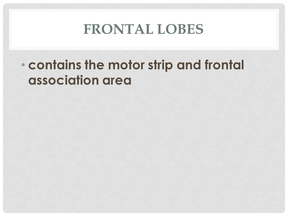 FRONTAL LOBES contains the motor strip and frontal association area