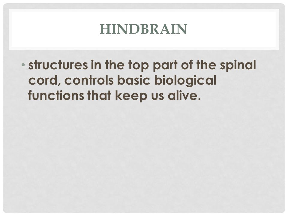 HINDBRAIN structures in the top part of the spinal cord, controls basic biological functions that keep us alive.