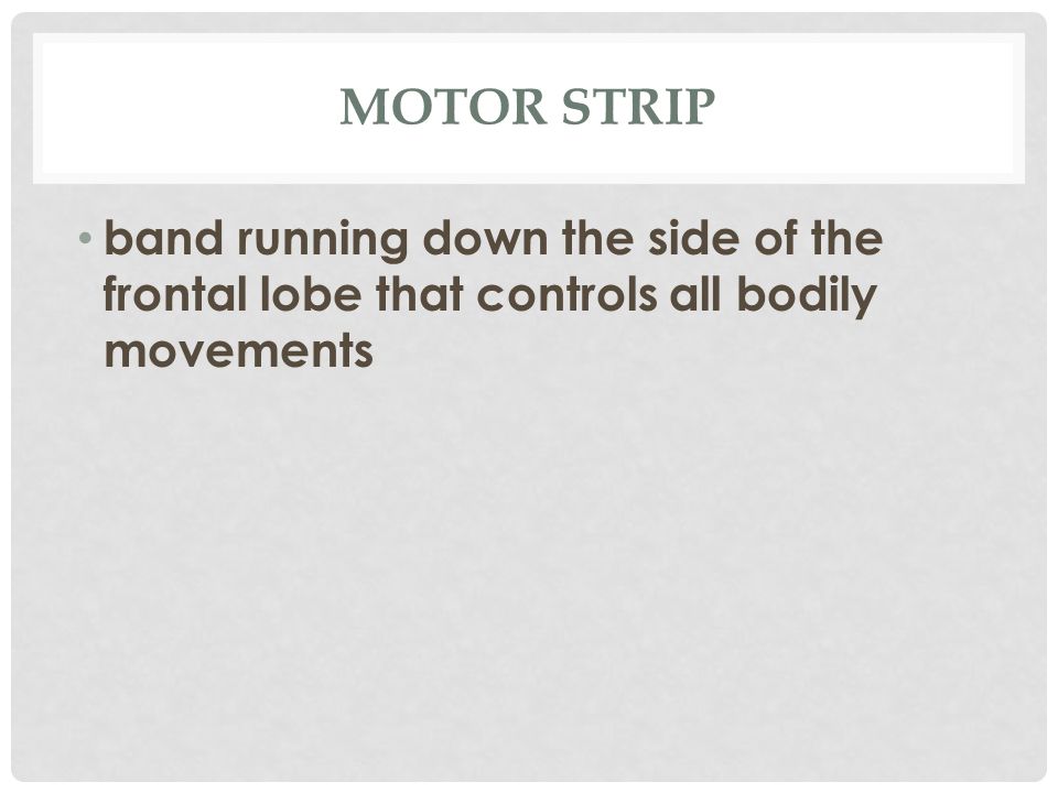 MOTOR STRIP band running down the side of the frontal lobe that controls all bodily movements