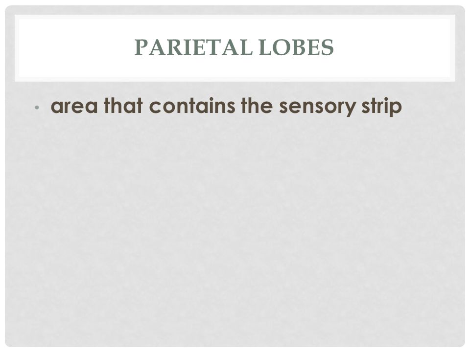 PARIETAL LOBES area that contains the sensory strip
