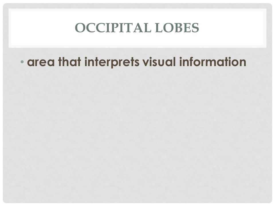 OCCIPITAL LOBES area that interprets visual information