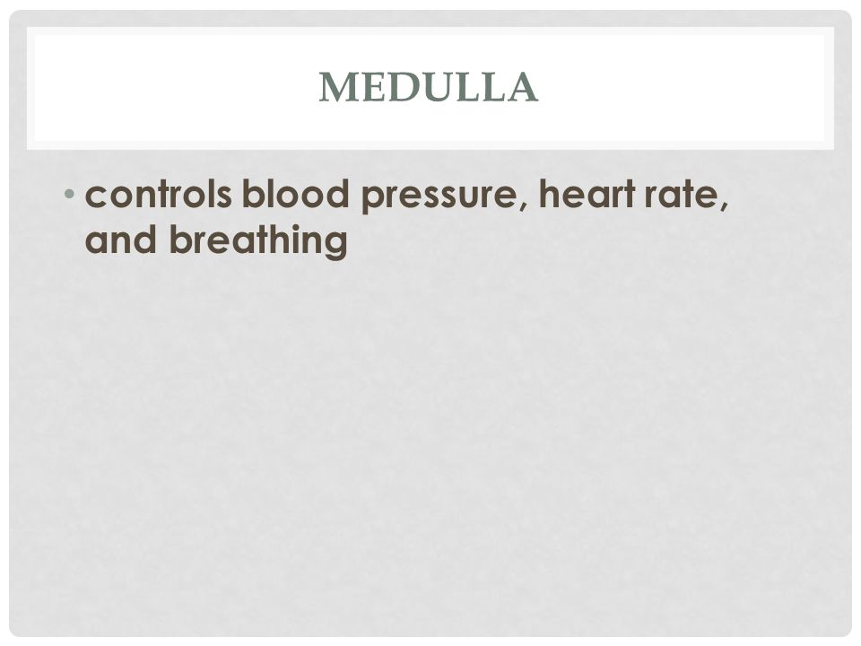 MEDULLA controls blood pressure, heart rate, and breathing