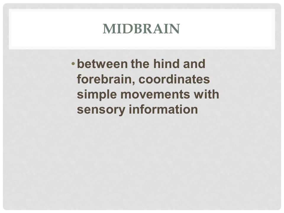 MIDBRAIN between the hind and forebrain, coordinates simple movements with sensory information