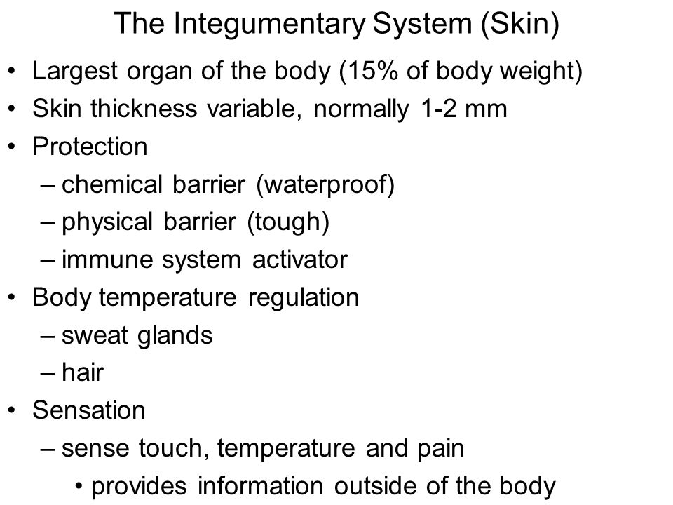 The Integumentary System (Skin) Largest organ of the body (15% of body weight) Skin thickness variable, normally 1-2 mm Protection –chemical barrier (waterproof) –physical barrier (tough) –immune system activator Body temperature regulation –sweat glands –hair Sensation –sense touch, temperature and pain provides information outside of the body