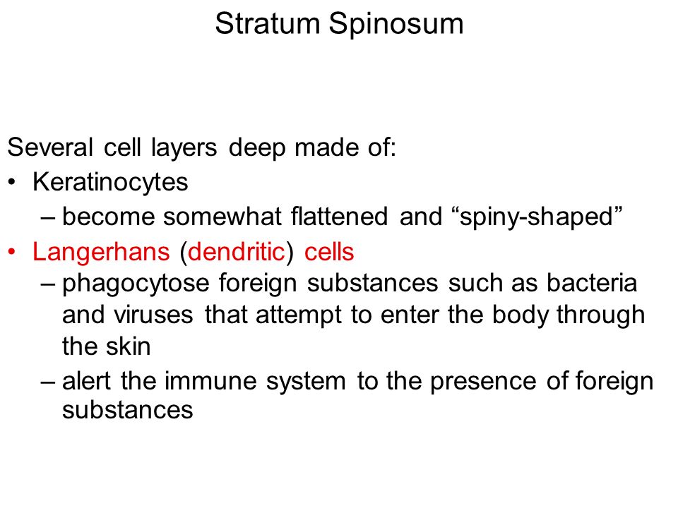 Stratum Spinosum Several cell layers deep made of: Keratinocytes –become somewhat flattened and spiny-shaped Langerhans (dendritic) cells –phagocytose foreign substances such as bacteria and viruses that attempt to enter the body through the skin –alert the immune system to the presence of foreign substances