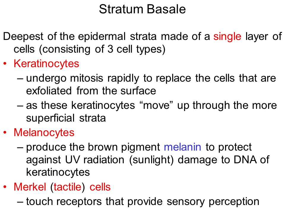 Stratum Basale Deepest of the epidermal strata made of a single layer of cells (consisting of 3 cell types) Keratinocytes –undergo mitosis rapidly to replace the cells that are exfoliated from the surface –as these keratinocytes move up through the more superficial strata Melanocytes –produce the brown pigment melanin to protect against UV radiation (sunlight) damage to DNA of keratinocytes Merkel (tactile) cells –touch receptors that provide sensory perception