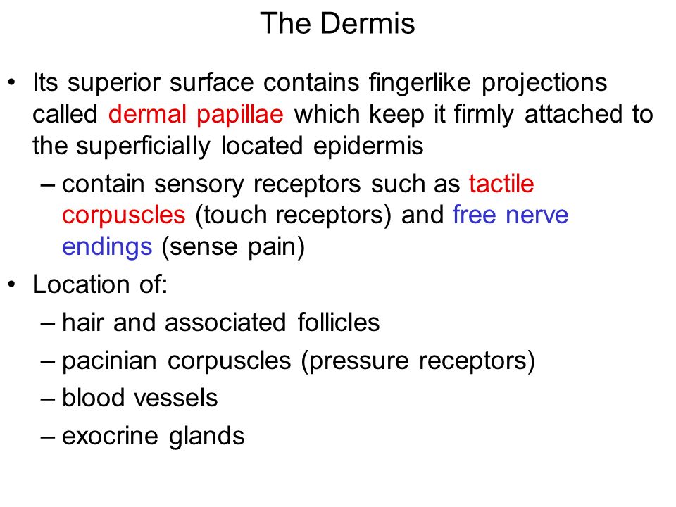 The Dermis Its superior surface contains fingerlike projections called dermal papillae which keep it firmly attached to the superficially located epidermis –contain sensory receptors such as tactile corpuscles (touch receptors) and free nerve endings (sense pain) Location of: –hair and associated follicles –pacinian corpuscles (pressure receptors) –blood vessels –exocrine glands
